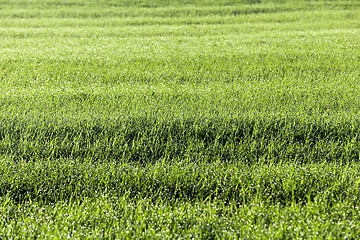 Image showing young grass plants, close-up