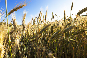 Image showing Field of cereal in the summer