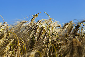 Image showing agricultural field with cereal