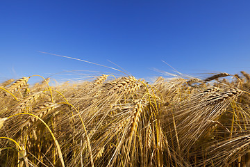 Image showing Field of cereal in the summer