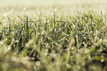 Image showing young grass plants, close-up