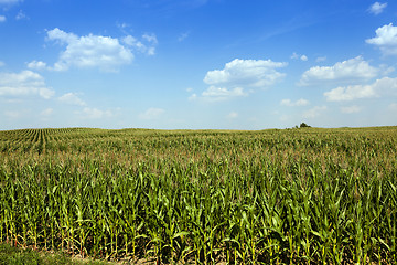 Image showing Corn field, summer