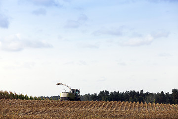 Image showing harvested mature corn