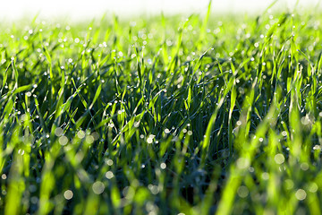 Image showing young grass plants, close-up