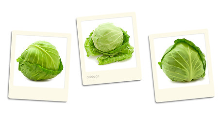 Image showing Cabbage Photos