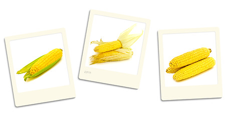 Image showing Corn Photos