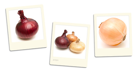 Image showing Onion Photos