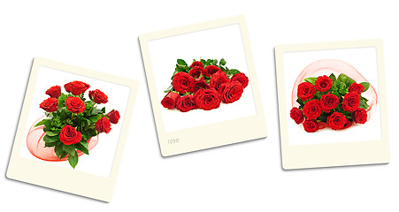 Image showing Roses Photos