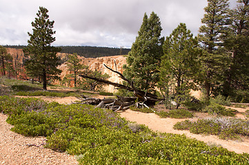 Image showing Bryce Canyon, Utah, USA