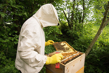 Image showing Beekeeper