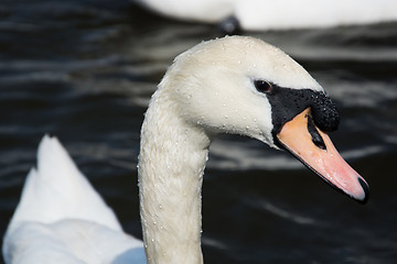 Image showing Swan (Cygnini)