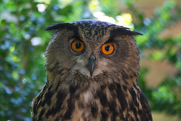 Image showing Eagle-Owl (Bubo Bubo)