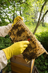 Image showing Beekeeper