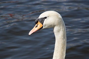 Image showing Swan (Cygnini)