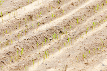 Image showing field with young wheat