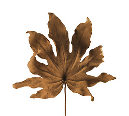 Image showing Dry Leaf