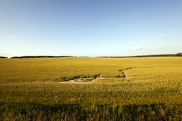 Image showing agriculture grass grows