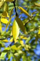 Image showing autumn in the park