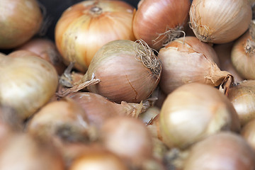 Image showing onion harvest photographed