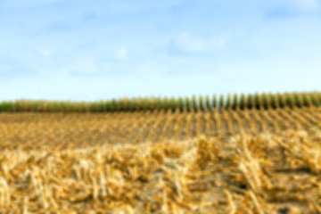 Image showing harvesting corn , defocus