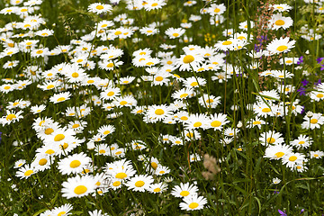 Image showing white daisy flowers.