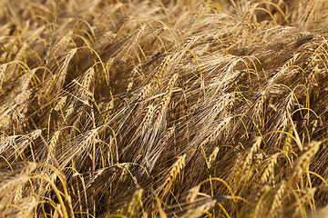 Image showing Field of cereal in the summer