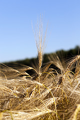 Image showing farm field cereals