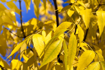 Image showing autumn in the park