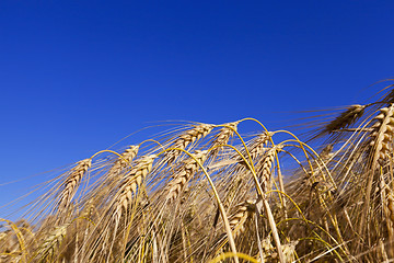 Image showing Field of cereal in the summer