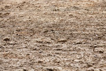 Image showing field with young wheat