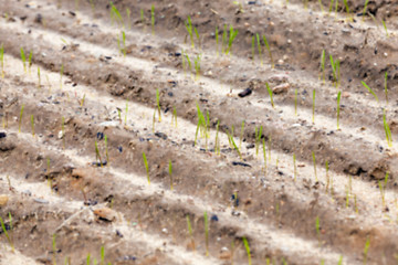 Image showing field with young wheat