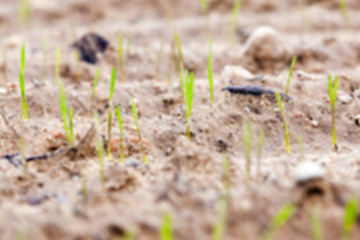 Image showing field with young wheat