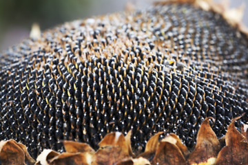 Image showing sunflower seeds on