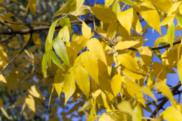 Image showing autumn in the park