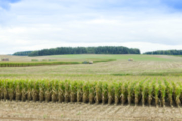 Image showing collection corn crop, close-up