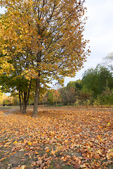 Image showing autumn in the park