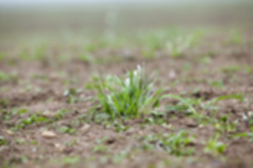 Image showing young grass plants, close-up