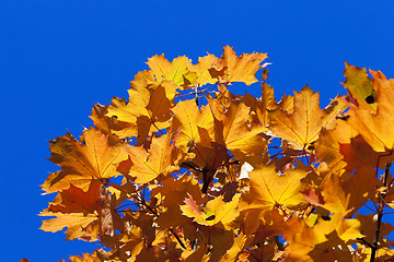 Image showing autumn in the park