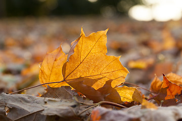 Image showing fallen leaves in autumn