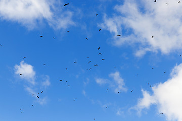 Image showing birds flying in the sky