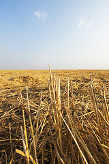 Image showing straw after harvest