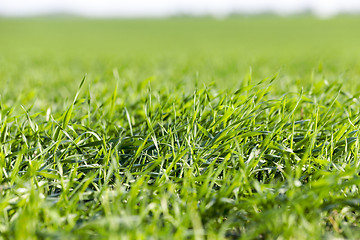 Image showing young grass plants, close-up