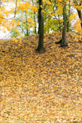 Image showing autumn in the park