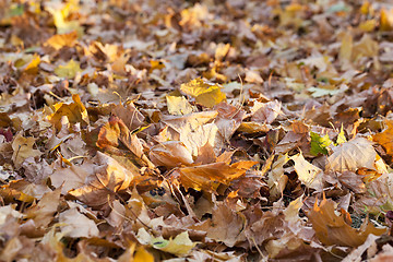 Image showing The fallen to the ground