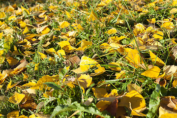 Image showing autumn foliage, trees,