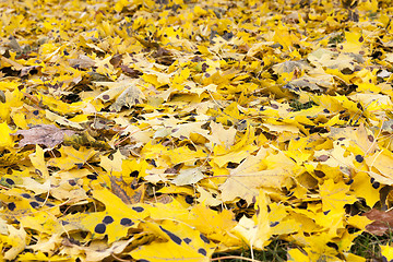 Image showing autumn in the park