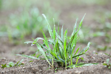 Image showing young grass plants, close-up