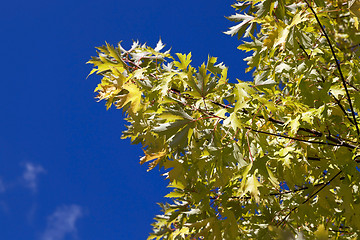 Image showing yellowed maple leaves