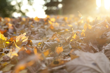 Image showing autumn in the park