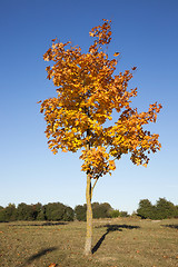 Image showing autumn in the park